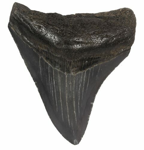 Serrated, Fossil Megalodon Tooth - Georgia #51024